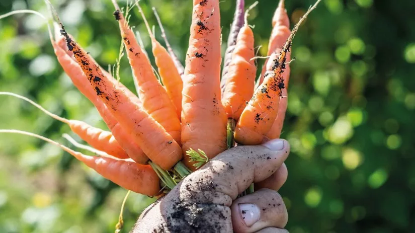 Zaai- en oogstkalender Zaai- en oogstkalender