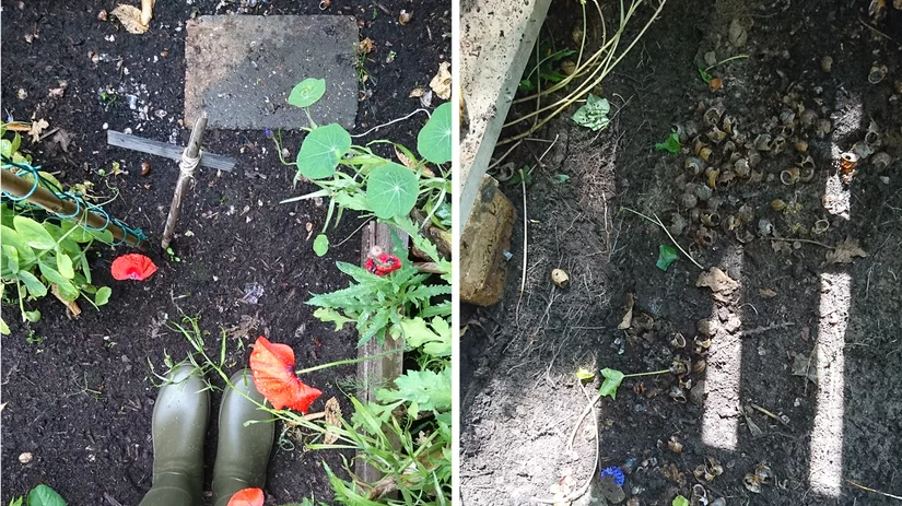 hagedis-floor hagedis-floor