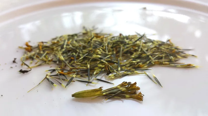 Zelf zaden oogsten Zelf zaden oogsten