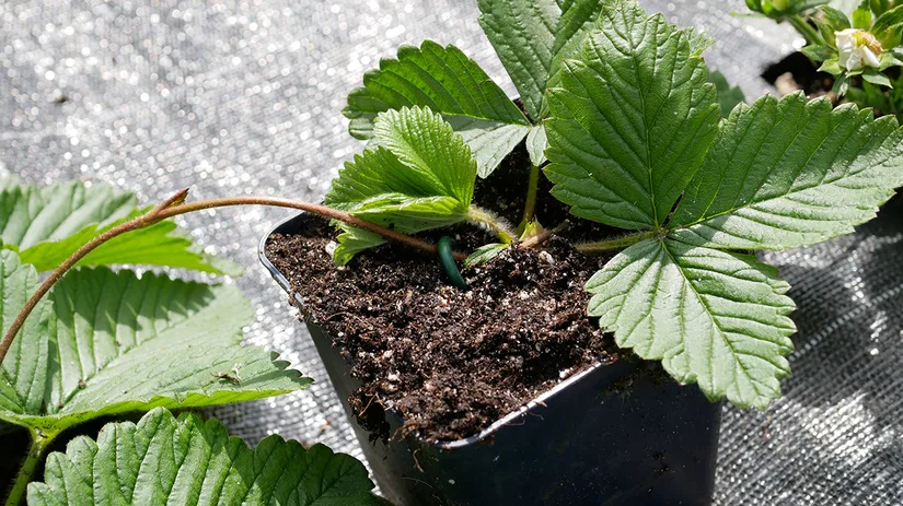 diana-foto-3-aardbeistek-in-pot diana-foto-3-aardbeistek-in-pot
