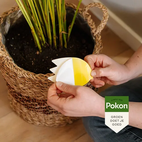 Handen houden een geel-witte, ananasvormige plakval boven de aarde van een kamerplant in een gevlochten rieten pot op een lichte houten vloer.
Tekst in beeld: "SINCE 1929", "Pokon", "GROEN DOET JE GOED".