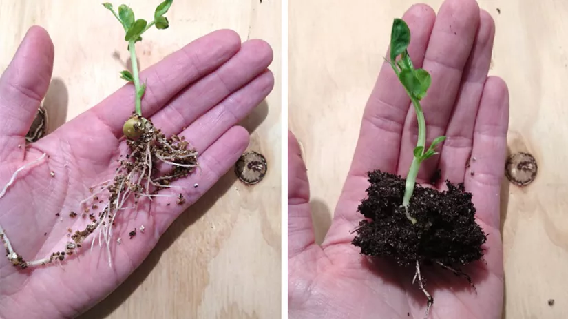 Vermiculiet versus Zaai- en Stekgrond Vermiculiet versus Zaai- en Stekgrond