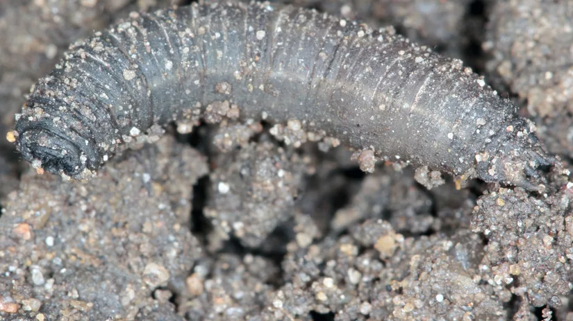 emelten Emelten herkennen