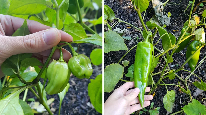 zaden-moestuin zaden-moestuin