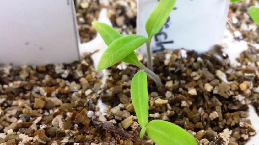 Blog Diana: Tijd voor Tomaten Blog Diana: Tijd voor Tomaten