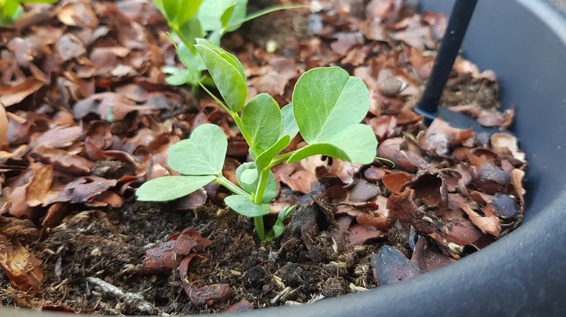 floor-doperwtjes-in-pot-3 floor-doperwtjes-in-pot-3