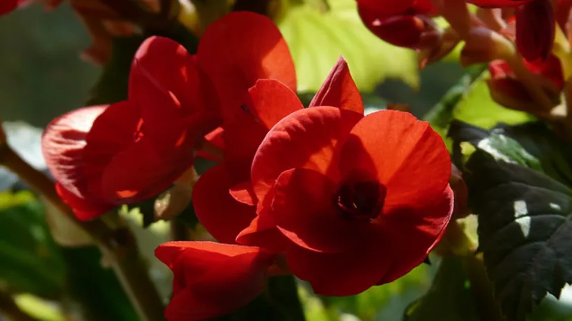 Zomerbollen planten Zomerbollen planten