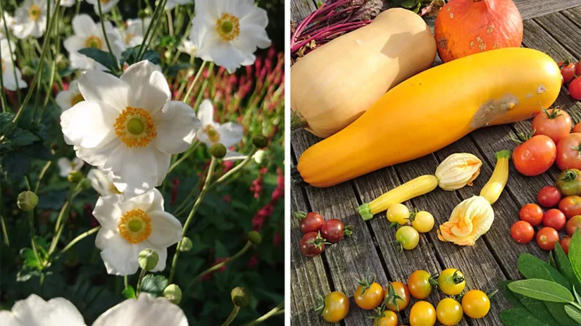 1-pompoen-floor 1-pompoen-floor