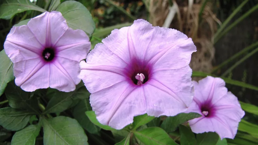 Blog Diana: Voorweken in plaats van voorkweken Blog Diana: Voorweken in plaats van voorkweken