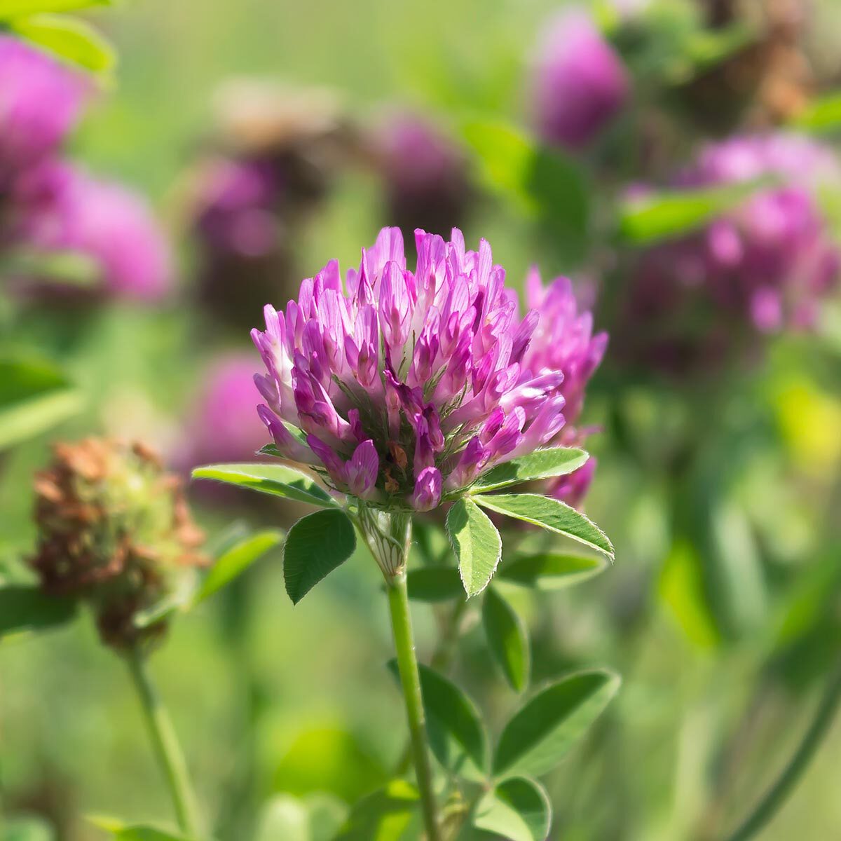 Rode klaver in gazon