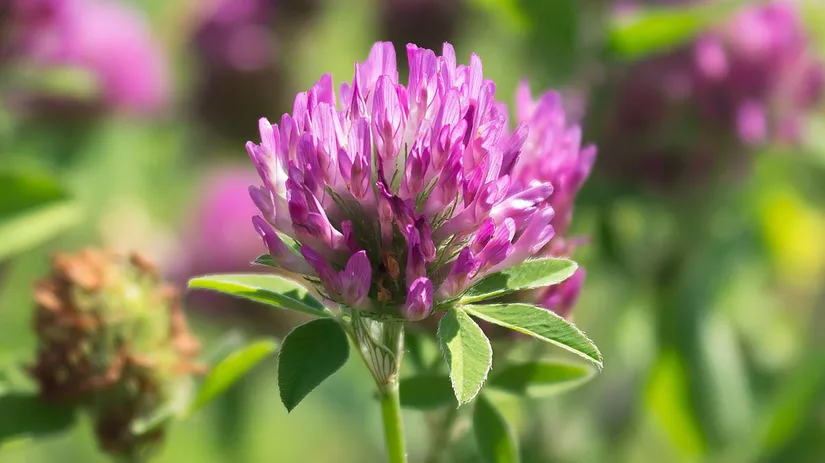 klaver-red-clover Rode klaver in gazon