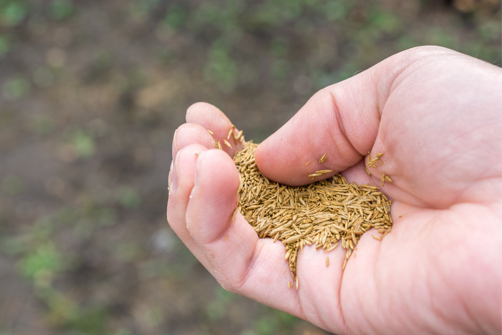 Gras zaaien in het voorjaar