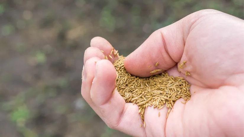 Gras zaaien in het voorjaar Gras zaaien in het voorjaar