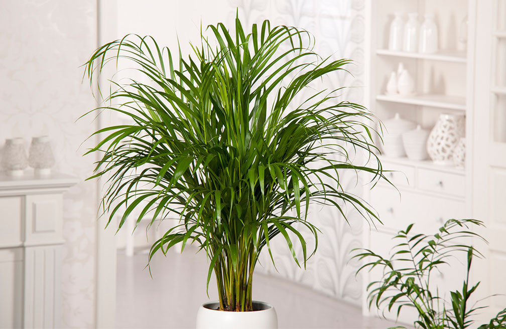 Bladproblemen bij de palm