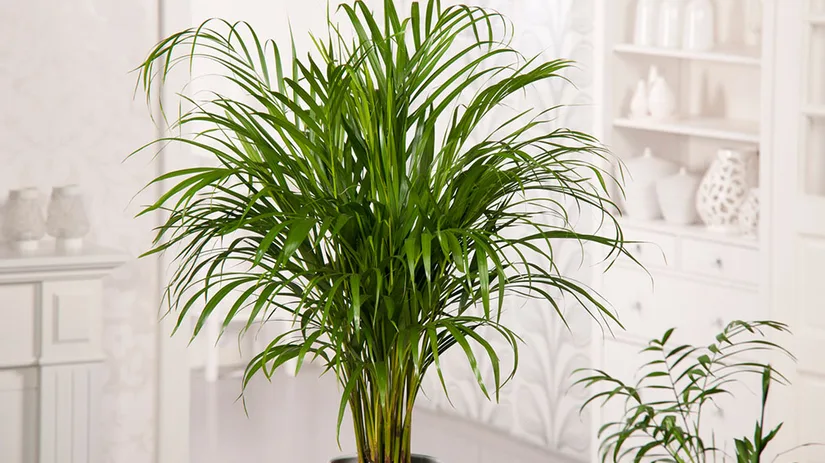 Bladproblemen bij de palm Bladproblemen bij de palm