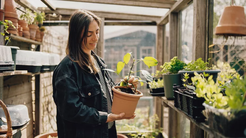 Kweken in een kas Kweken in een kas