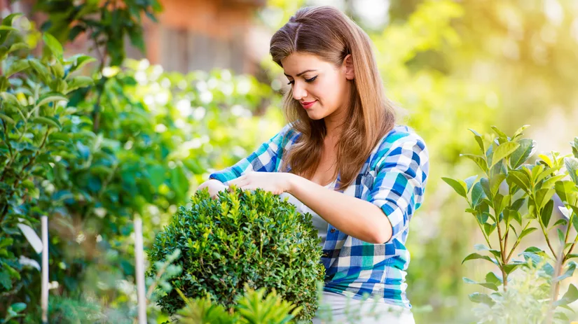 Buxus snoeien Buxus snoeien