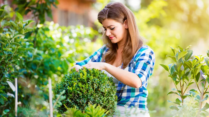 Buxus snoeien Buxus snoeien