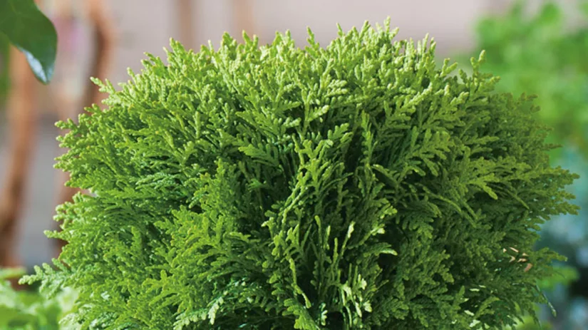 Coniferen verplanten Coniferen verplanten