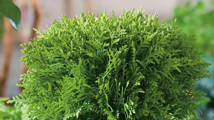 Coniferen verplanten Coniferen verplanten