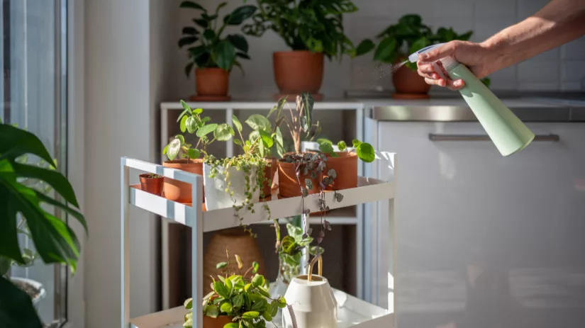 Kamerplanten en luchtvochtigheid Kamerplanten en luchtvochtigheid