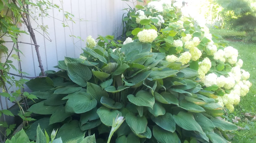 Planten verhuizen Planten verhuizen