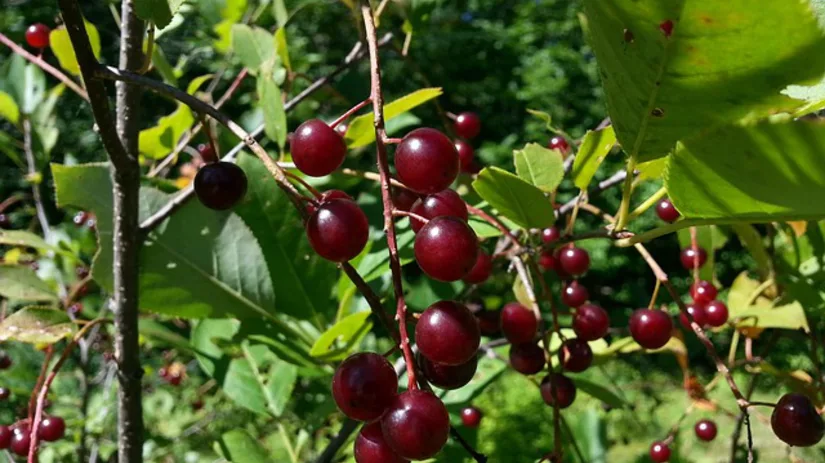 Steenvruchten snoeien Steenvruchten snoeien