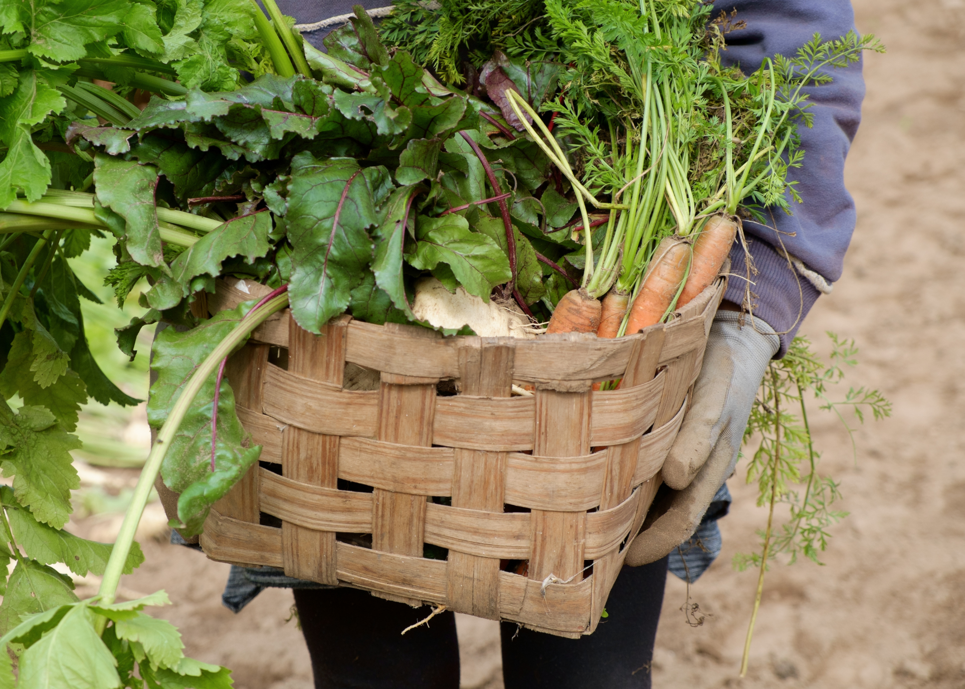 Zaaien & oogsten in oktober