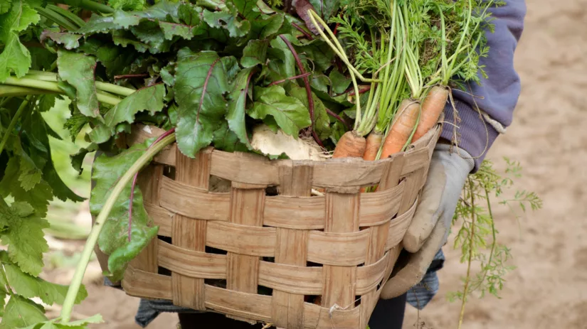 Zaaien & oogsten in oktober Zaaien & oogsten in oktober