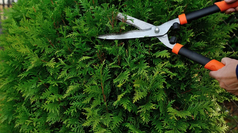 Knipbeurt voor je haag Knipbeurt voor je haag
