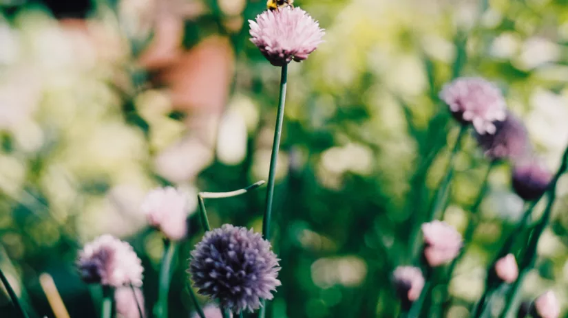 Moestuin bloemen voor bijen en vlinders Moestuin bloemen voor bijen en vlinders