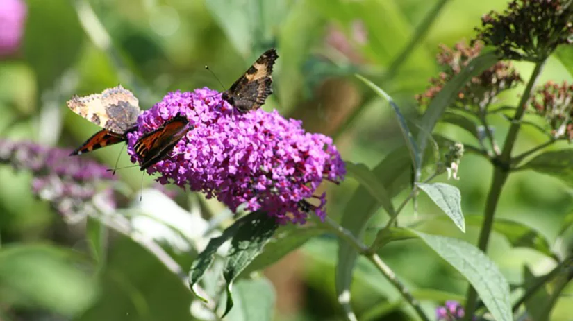 Vlinderstruik bijknippen Vlinderstruik bijknippen