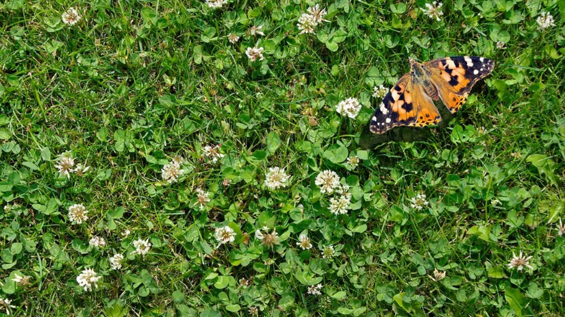 Beste middel tegen onkruid.png Oranje-zwart gevlekte vlinder zit op een witte klaverbloem te midden van een zonnig groen grasveld met verspreide witte klaverbloemen.