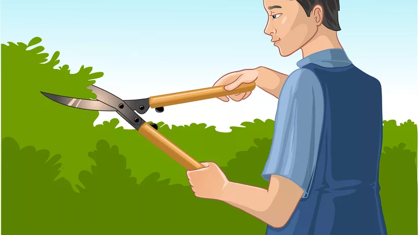 Knipbeurt voor je taxus Knipbeurt voor je taxus