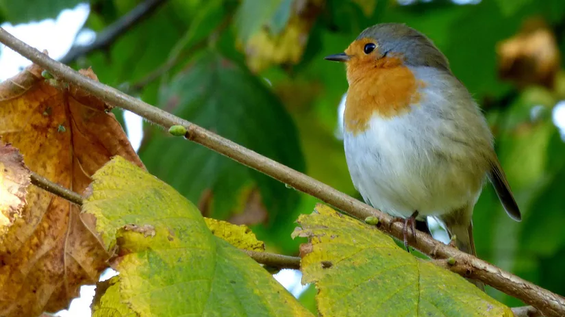 Vogelsnack maken Vogelsnack maken