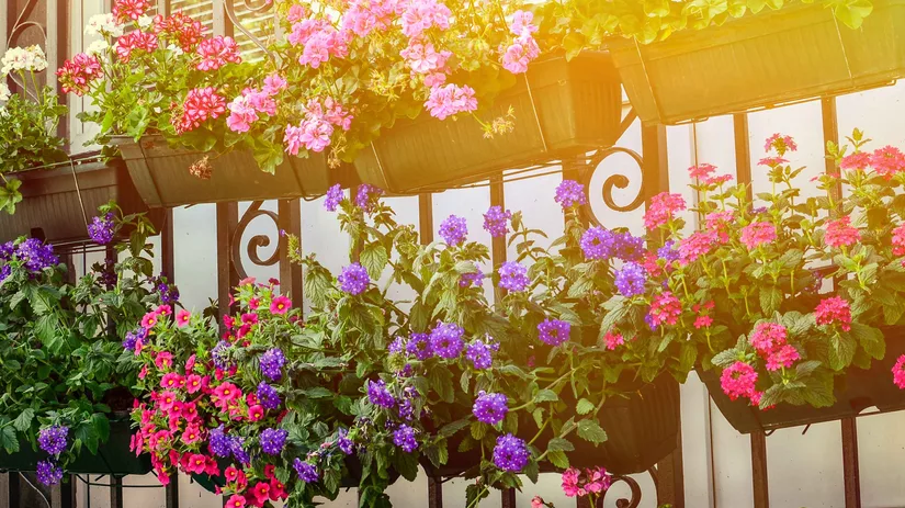 Terras- en balkonplanten bijwerken Terras- en balkonplanten bijwerken
