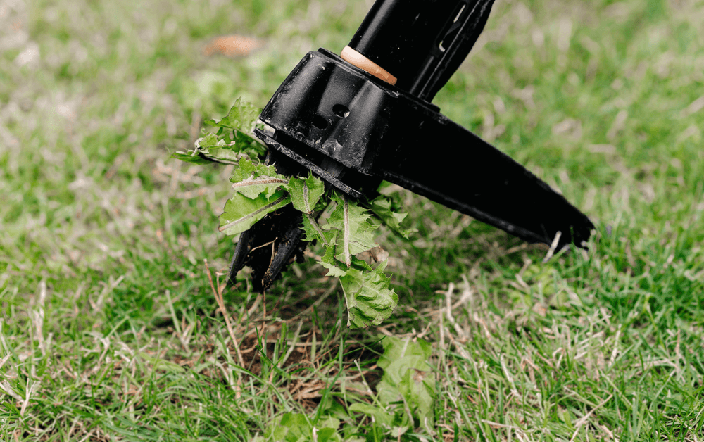 onkruid in gazon verwijderen