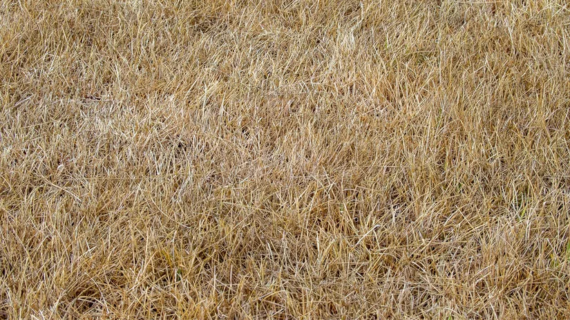 Test de gezondheid van je gazon Test de gezondheid van je gazon