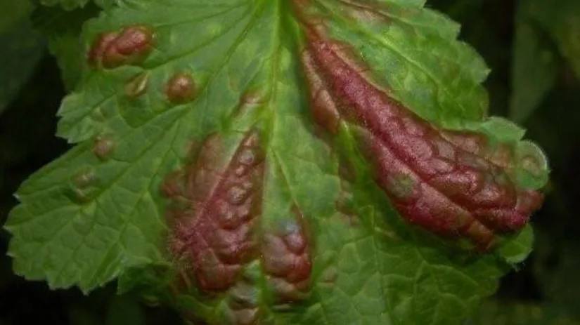 Rode vlekken op bessenstruiken Rode vlekken op bessenstruiken