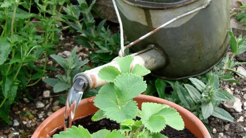 Zaaimaand juni Zaaimaand juni