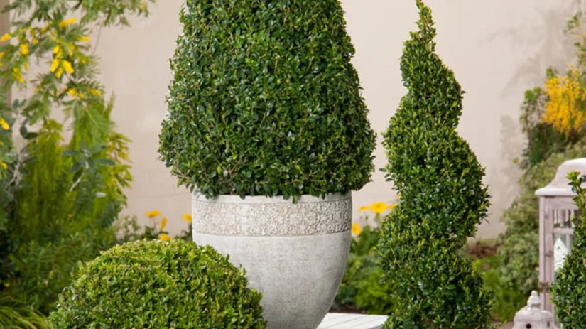 Snoei een piramide in je buxus Snoei een piramide in je buxus