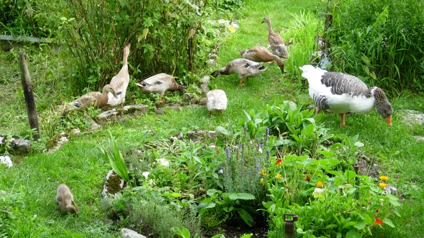 Wat is permacultuur? Wat is permacultuur?