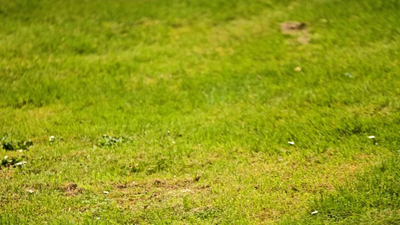 Gele plekken in het gazon.jpg Gele plekken in het gazon.jpg