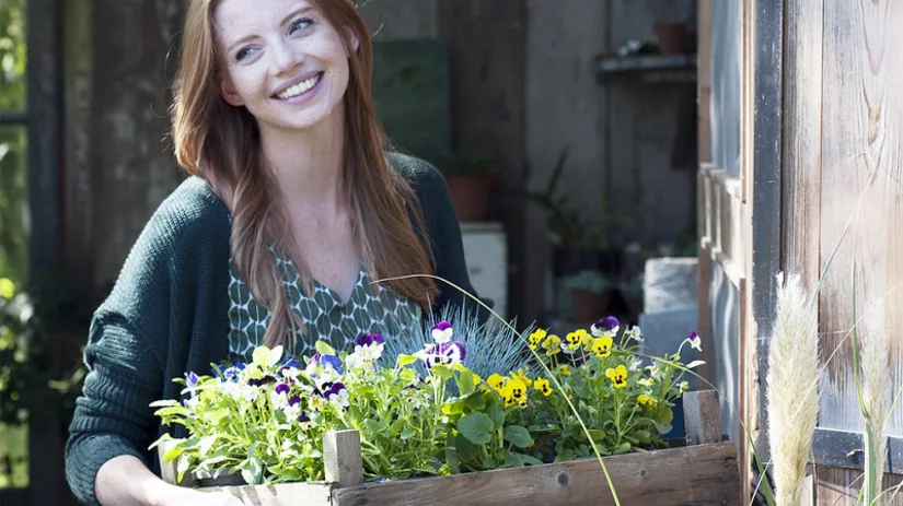 winterviolen winterviolen