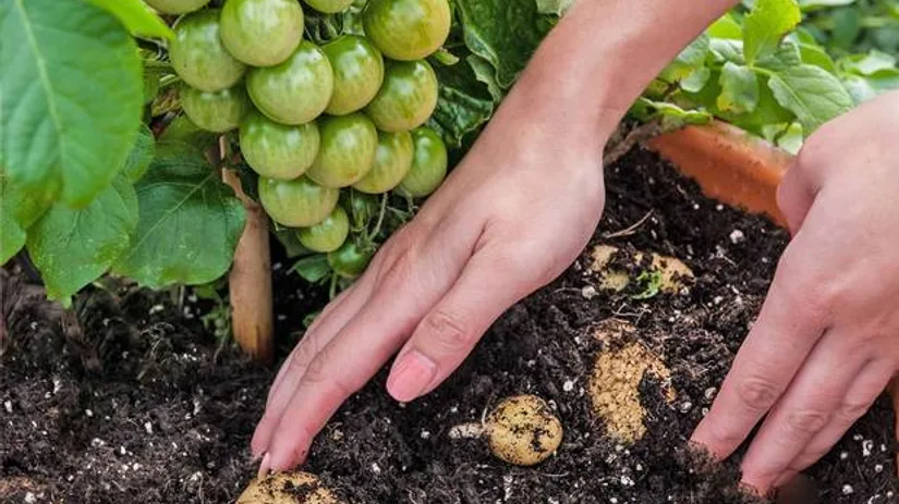 TomTato: tomaten en aardappels TomTato: tomaten en aardappels