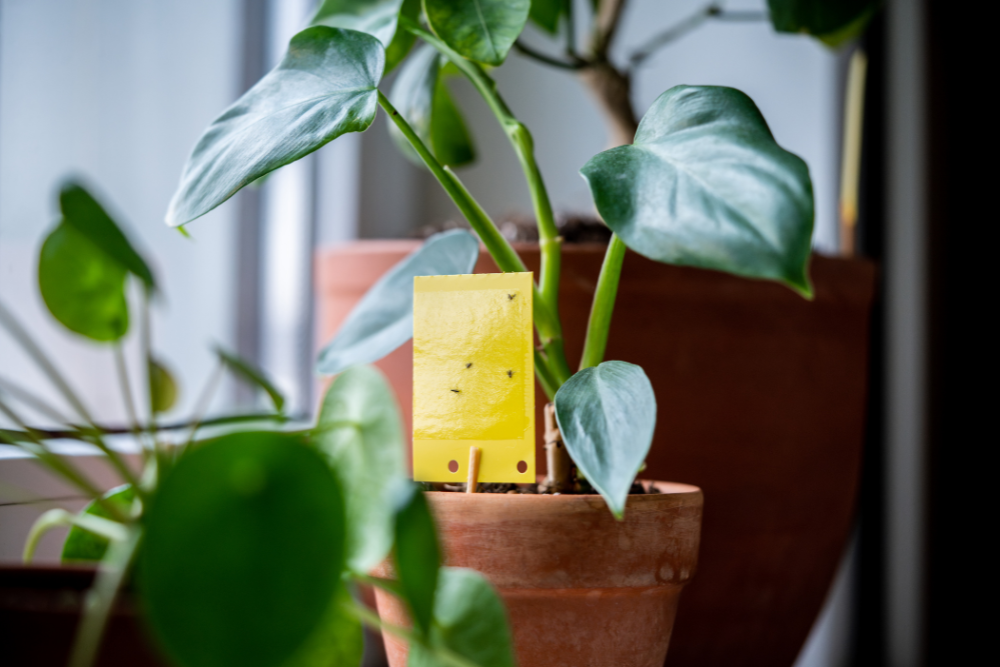 Kleine vliegjes in huis