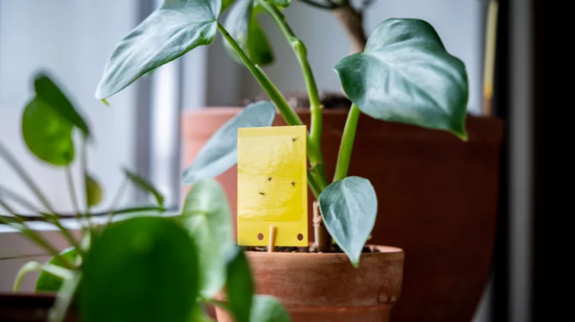 Kleine vliegjes in huis Kleine vliegjes in huis