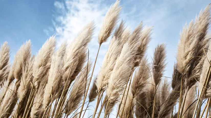 Fluffy en zacht: Alles over het snoeien van pampasgras Fluffy en zacht: Alles over het snoeien van pampasgras