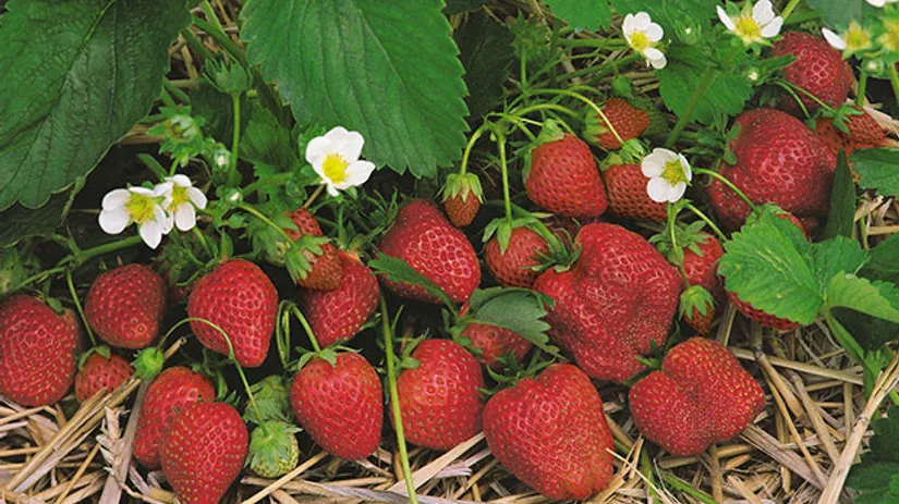 Moestuinieren doe je in april Moestuinieren doe je in april