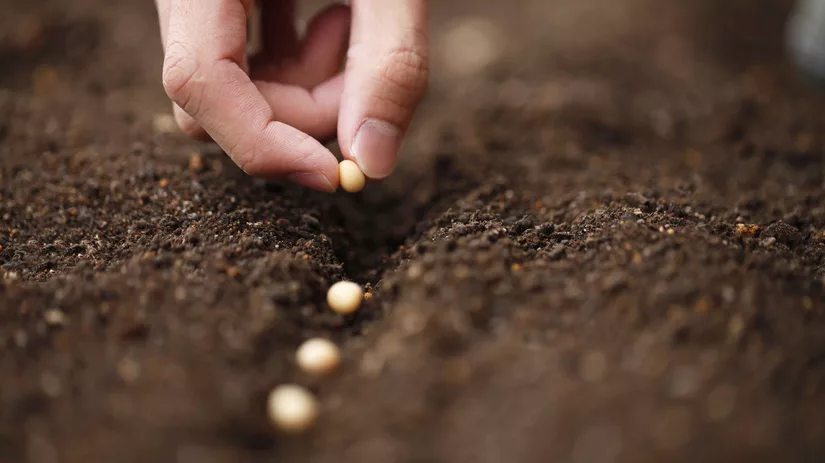 Hoe diep moet je zaaien? Hoe diep moet je zaaien?